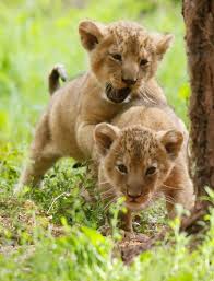 To Get To Hold Baby Lions Baby Animals Cute Animals Lion Cubs Playing