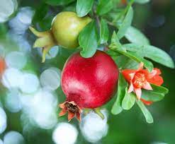 If the pomegranate trees do not like humid weather i guess houston is not the best of places to try and grow them. How To Plant Grow Prune And Harvest Pomegranates Harvest To Table