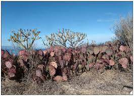 Слушайте cactology the cactus collection от cactus в deezer. New Records Of Naturalised And Invasive Cacti Cactaceae From Gran Canaria And Tenerife Canary Islands Spain