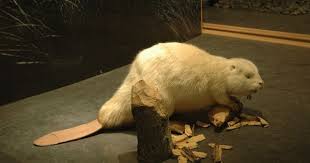 Albino Beaver Albino Animals Rare Albino Animals Rare Animals