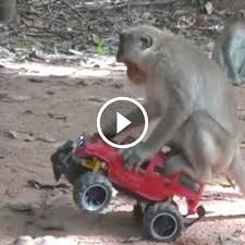 Monkeys Funny Monkey Toys Amazing Truck Wild Siem Reap Daily Life Everyday World Video Awesome Play Monkey Funny Videos Monkeys Funny Funny Gif