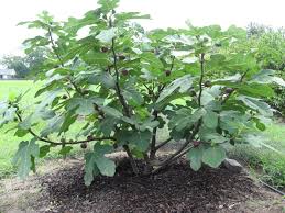 Hardy Chicago Fig 2nd Year Photo Perennial Shrubs Buy Plants Buy Plants Online