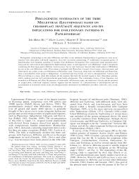 Image result for Ophrestia radicosa