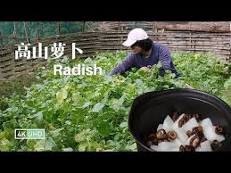 stewed radish in casserole ep1丨砂锅炖萝卜丨4k uhd丨小喜xiaoxi丨挨过霜冻的高山萝卜 我们今天拔来炖砂锅 youtube braised
