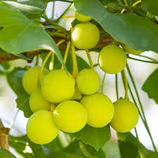 They have been likened to vegetal vomit (the acrid scent attributable to butyric acid in the soft outer parts of the. Ginkgo Biloba Maidenhair Tree Free Delivery