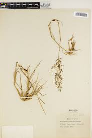 Image result for Eragrostis cylindriflora