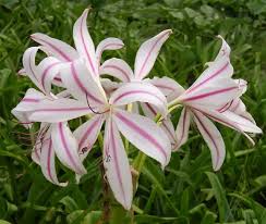 Image result for Crinum