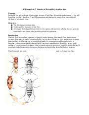 Ap Bio Fruit Fly Lab My Version 1 2015 3 Docx Ap Biology Lab 7 Genetics Of Drosophila Virtual Version Overview In This Lab You Will Be Doing Course Hero