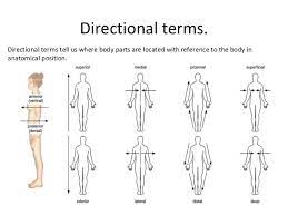 Relative Positions Anatomy Anatomy Drawing Diagram