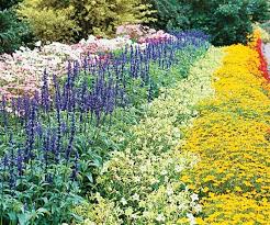 19 Top Annual Plant Pairings For Summer Long Color Annual Plants Plants Best Plants For Shade