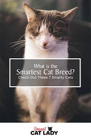 What Is The Smartest Cat Breed Check Out These 7 Smarty Cats Cats Cat Breeds Cat Facts