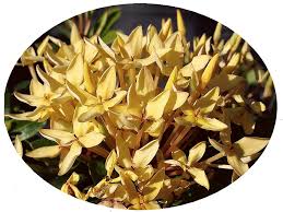 Image result for Ixora fastigiata