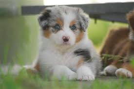 australian shepherd deckruden australian shepherd ruden australian shepherd zuchter deckruden aussies welpen bilder aussie dogs australian shepherd cute dogs