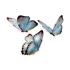 Transparent Flowers Liked On Polyvore Transparent Flowers Beautiful Butterflies Art