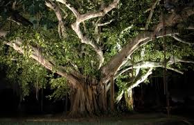 Aesthetics is the branch of philosophy devoted to conceptual and theoretical inquiry into art and aesthetic experience. Banyan Trees Palm Beach Gardens Fl Official Website