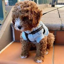 We did not find results for: Cavapoo Puppies For Sale Near Me Home