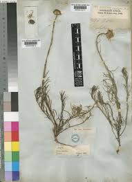 Image result for Callilepis laureola