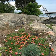 Plant as a showy groundcover or rock garden accent. Delosperma Cooperi Jewel Of Desert Garnet Jewel Of Desert Series Ice Plant Jewel Of Desert Garnet Uploaded By Villagemetsfan