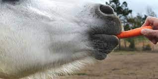Feeding Carrots To Horses Nutrition And Precautions Helpful Horse Hints