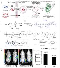 Mrna | complete moderna inc. Novel Mrna Delivery Vehicle Provides Alternative To Lnps For Sars Cov 2 Vaccines