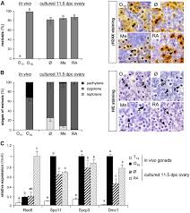 Lampsplus.com has been visited by 100k+ users in the past month New Testicular Mechanisms Involved In The Prevention Of Fetal Meiotic Initiation In Mice Sciencedirect