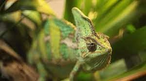7 Animals That Are Better Color Changers Than Chameleons Mental Floss