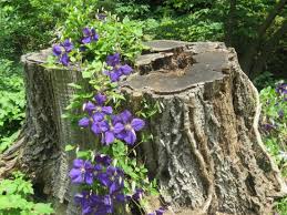 Copyright © 2020 a place to grow all rights reserved. Nature Always Finds A Place To Grow Picture Of Leonard J Buck Garden Far Hills Tripadvisor