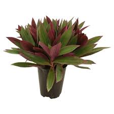 Delray Plants Oyster Plant In 6 In Pot 90956 The Home Depot Plants Oyster Plant Perfect Plants