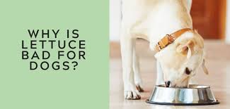It doesn't matter if you opt for romaine, iceberg, or other types of this leafy green as eating it will not be a problem. Why Is Lettuce Bad For Dogs Thrive Cuisine