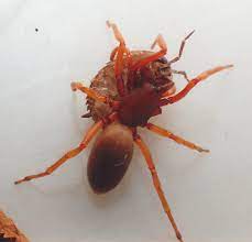 From cafe bonbon, released july 14, 2014 performed by rouge: Araignee Du Mois 1 Dysdera Crocata Spidermanneke