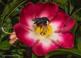 Image result for Melastomastrum