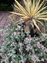 Image result for Monadenium hirsutum