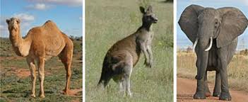 7.89 in comparison to the value of 8.5 in kangaroo rats. Kangaroo Rats Creation Com