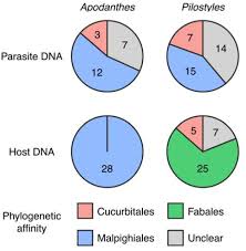 Image result for Bambekea racemosa