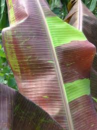 Image result for Musa sp. (Ornamental bananas)
