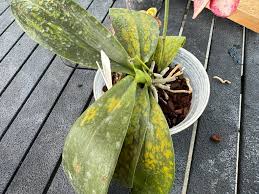 Image result for Cribbia brachyceras