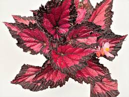 Image result for Begonia nyassensis