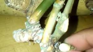 .dua ruas (jari, buluh, tebu); Buluh Bertemu Ruas 1 Youtube