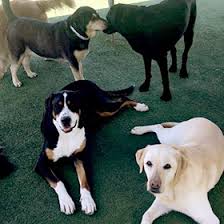 Here we find around 1 resouces on all american pet resorts rochester hills, you can narrow your search by filers like only transparent clipart, only free for commercial, only all american. Pet Resort Dog Boarding All American Pet Resorts Royal Oak Royal Oak Mi