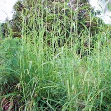 Image result for Rottboellia