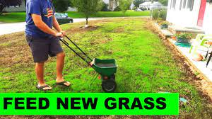 This will contribute to a lush lawn. When To Fertilize New Grass After A Renovation Youtube