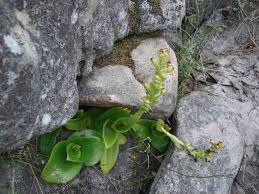 Image result for Satyrium chlorocorys