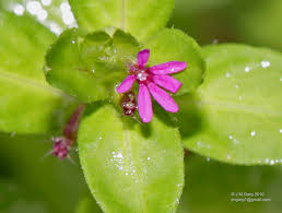 Image result for Cuphea carthagenensis