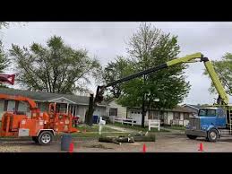 A Plus Tree Service Youtube