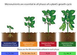 Each macronutrient has a specific function Types Of Fertilizers Liqui Grow Balanced Liquid Fertilizers