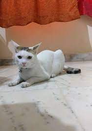 Pet care services in chennai. Pet Sitters In Chennai With Best Prices On Petbacker