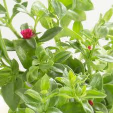 Image result for Aptenia