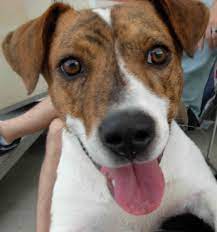 Продажа породистых щенков джек рассела. Jack Russell Terrier Brindle Jack Russell Terrier Jack Russell Dogs Jack Russell