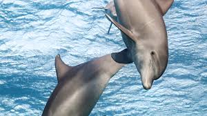 A group of young friends set out for a yacht trip when they hit a reef that capsizes their yacht leaving them stranded in the middle of the ocean. Dolphin Reef Review A Dazzling Look At Life Under The Sea Variety