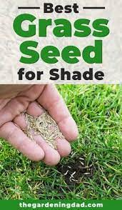 9 Best Grass Seed For Shade The Gardening Dad Grass Seed For Shade Best Grass Seed Grass Seed